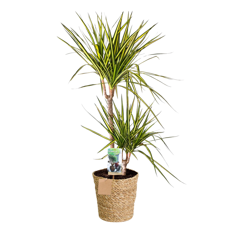 Dracaena Sunray (Drakenbloedboom) – Inclusief Mand