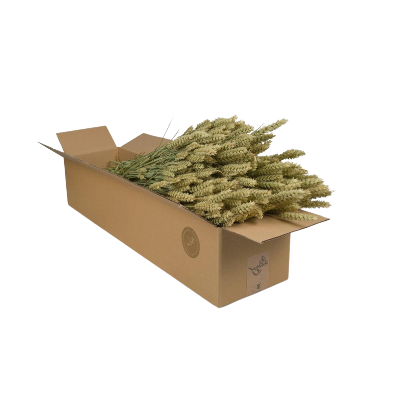 Droogbloemen – Tarwe Natural