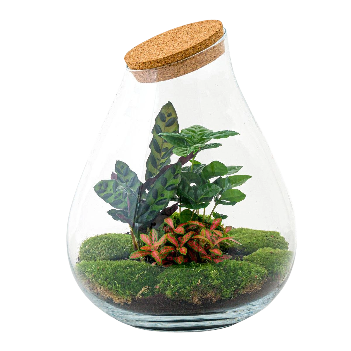 Drop XL Rood Terrarium