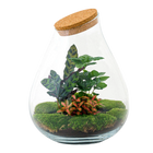 Drop XL Rood Terrarium