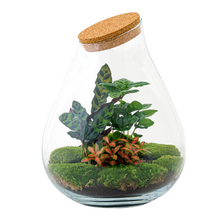 Drop XL Rood Terrarium