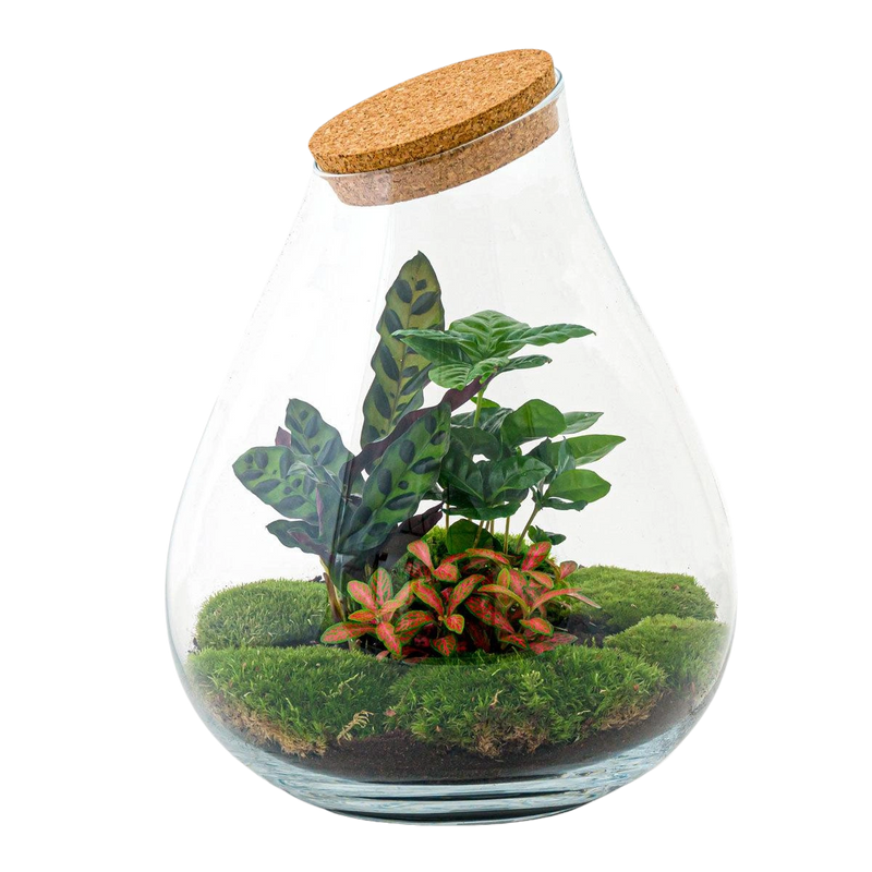 Drop XL Rood Terrarium