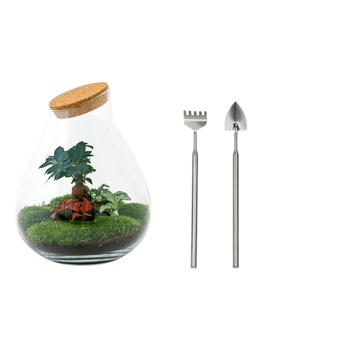 Drop XL Bonsai Terrarium