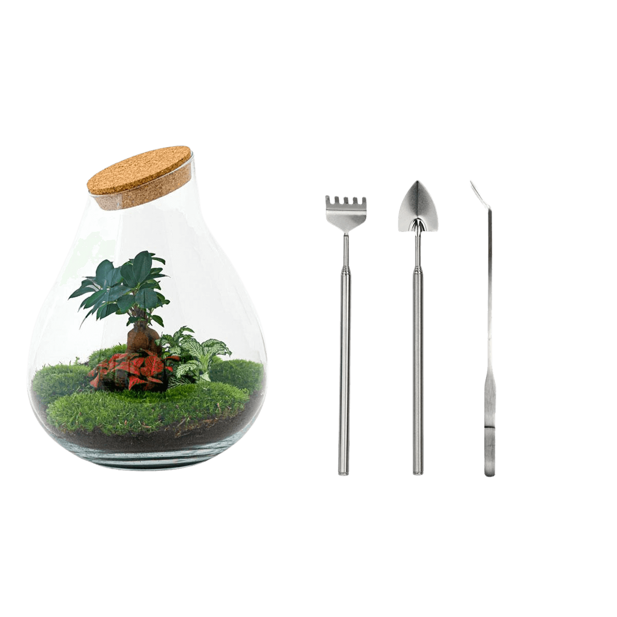 Drop XL Bonsai Terrarium