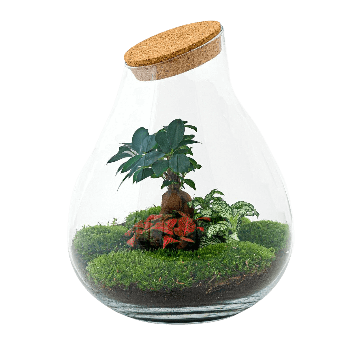 Drop XL Bonsai Terrarium