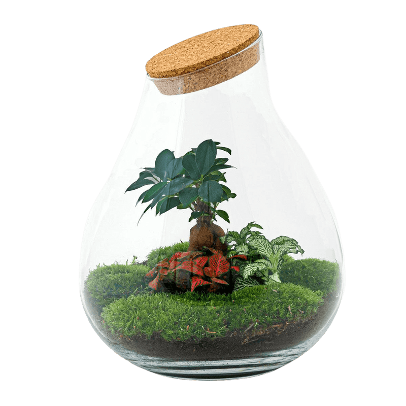Drop XL Bonsai Terrarium