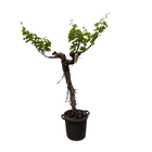Druivenboom (Vitis Vinifera) stam vertakt