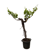 Druivenboom (Vitis Vinifera) stam vertakt