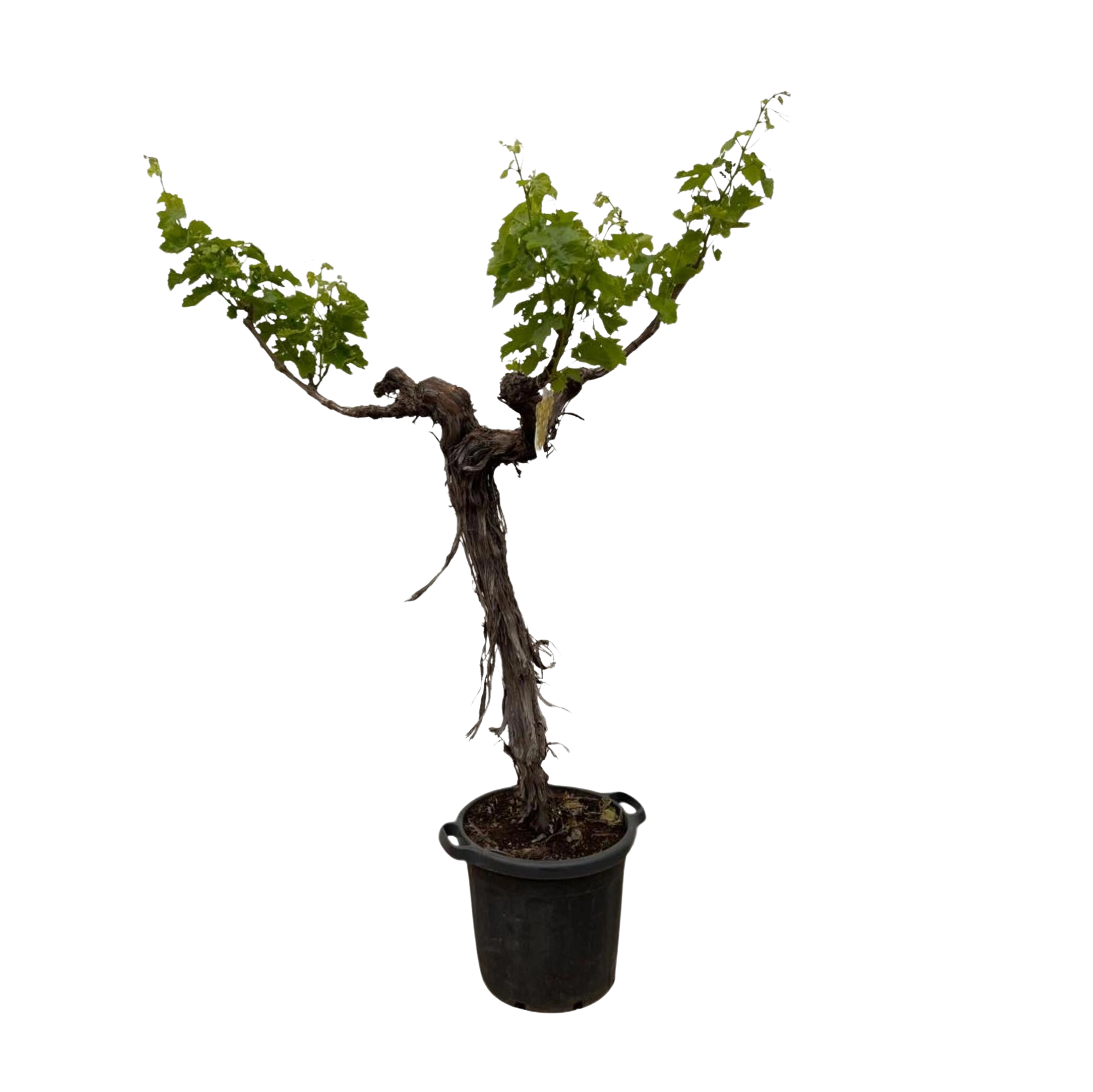 Druivenboom (Vitis Vinifera) stam vertakt