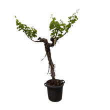 Druivenboom (Vitis Vinifera) stam vertakt