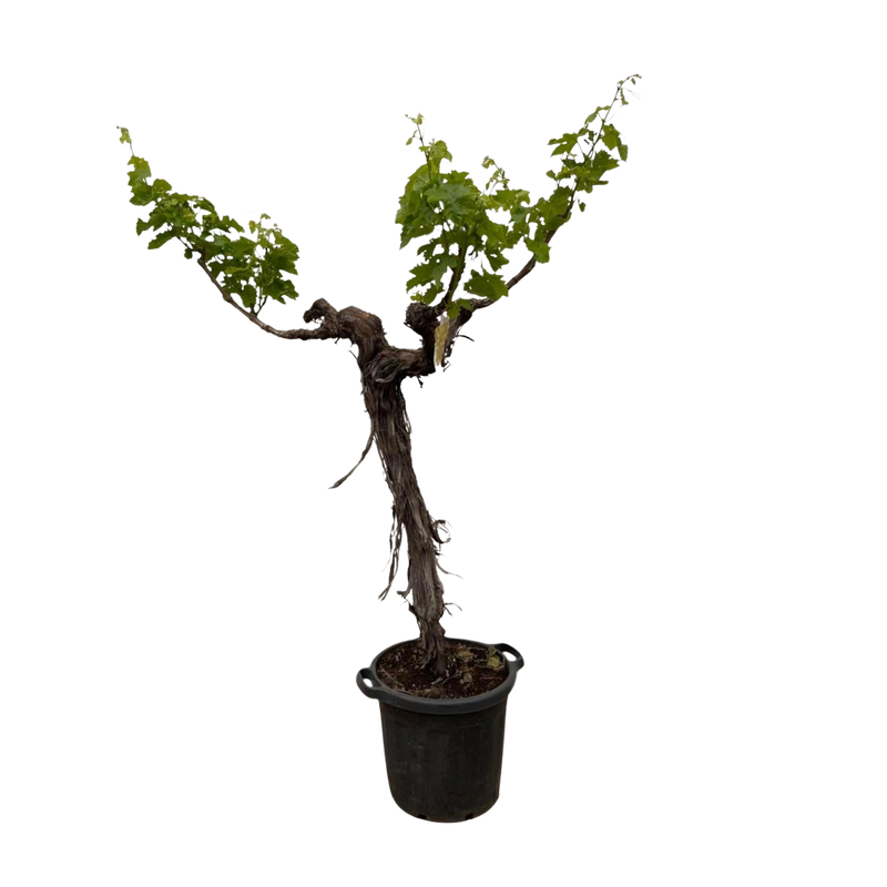 Druivenboom (Vitis Vinifera) stam vertakt