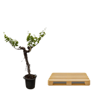 Druivenboom (Vitis Vinifera) stam vertakt