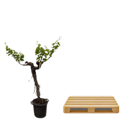 Druivenboom (Vitis Vinifera) stam vertakt