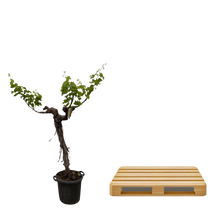 Druivenboom (Vitis Vinifera) stam vertakt