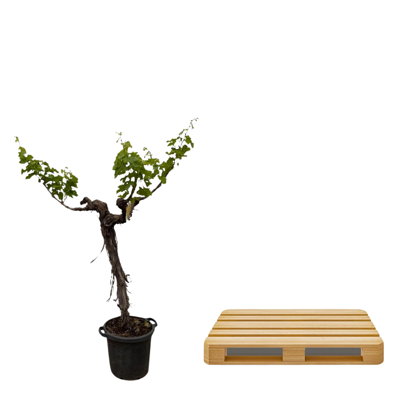 Druivenboom (Vitis Vinifera) stam vertakt