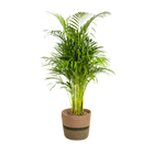 Dypsis Areca Lutescens met mand Everspring