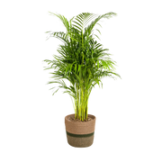 Dypsis Areca Lutescens met mand Everspring
