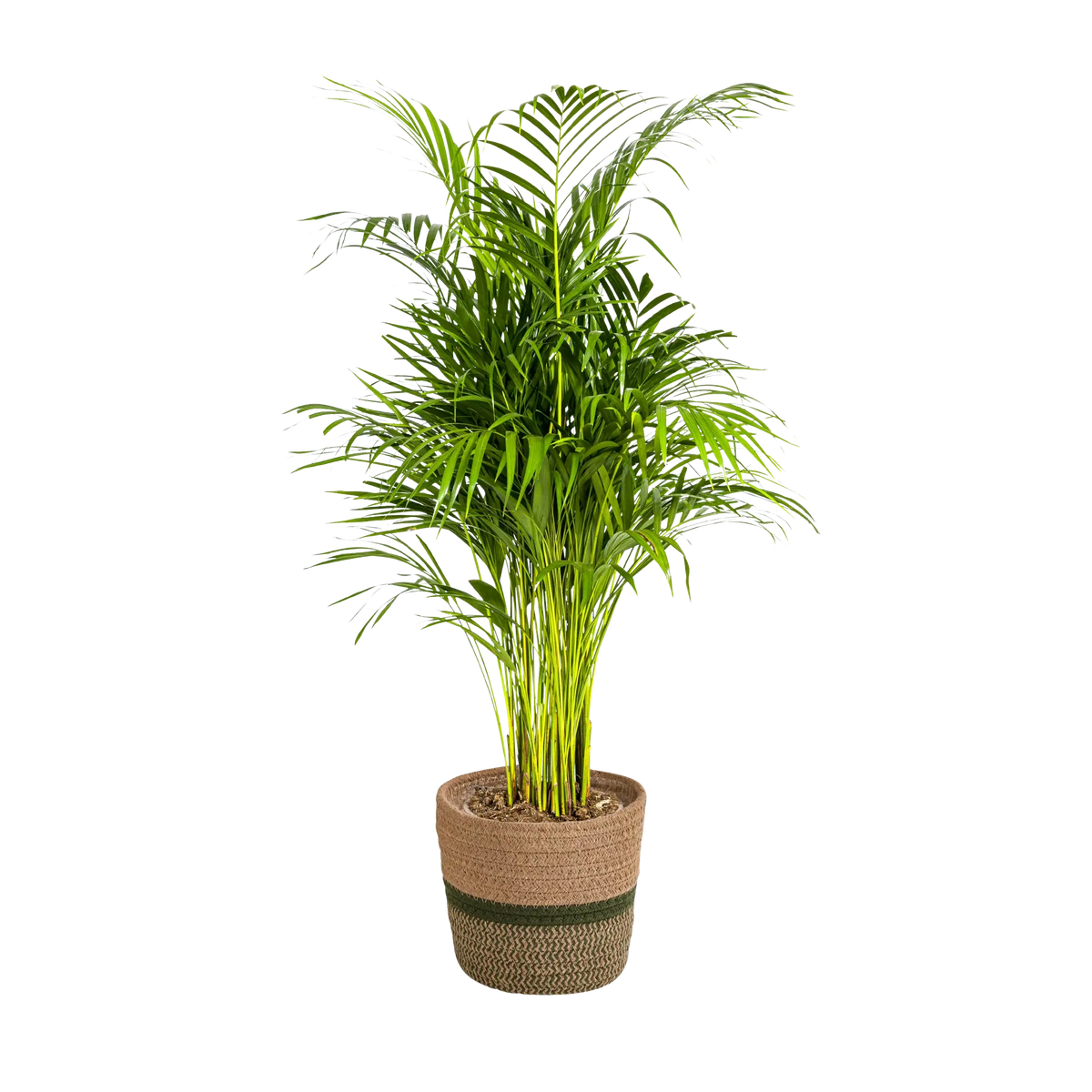 Dypsis Areca Lutescens met mand Everspring