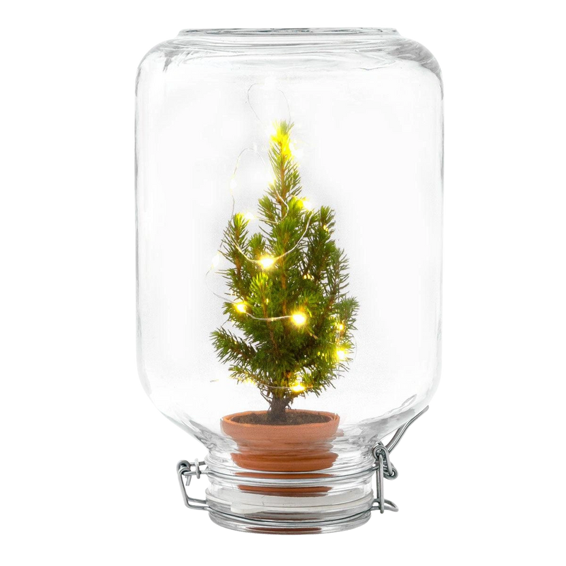 Easyplant Kerstboompje in Weckpot