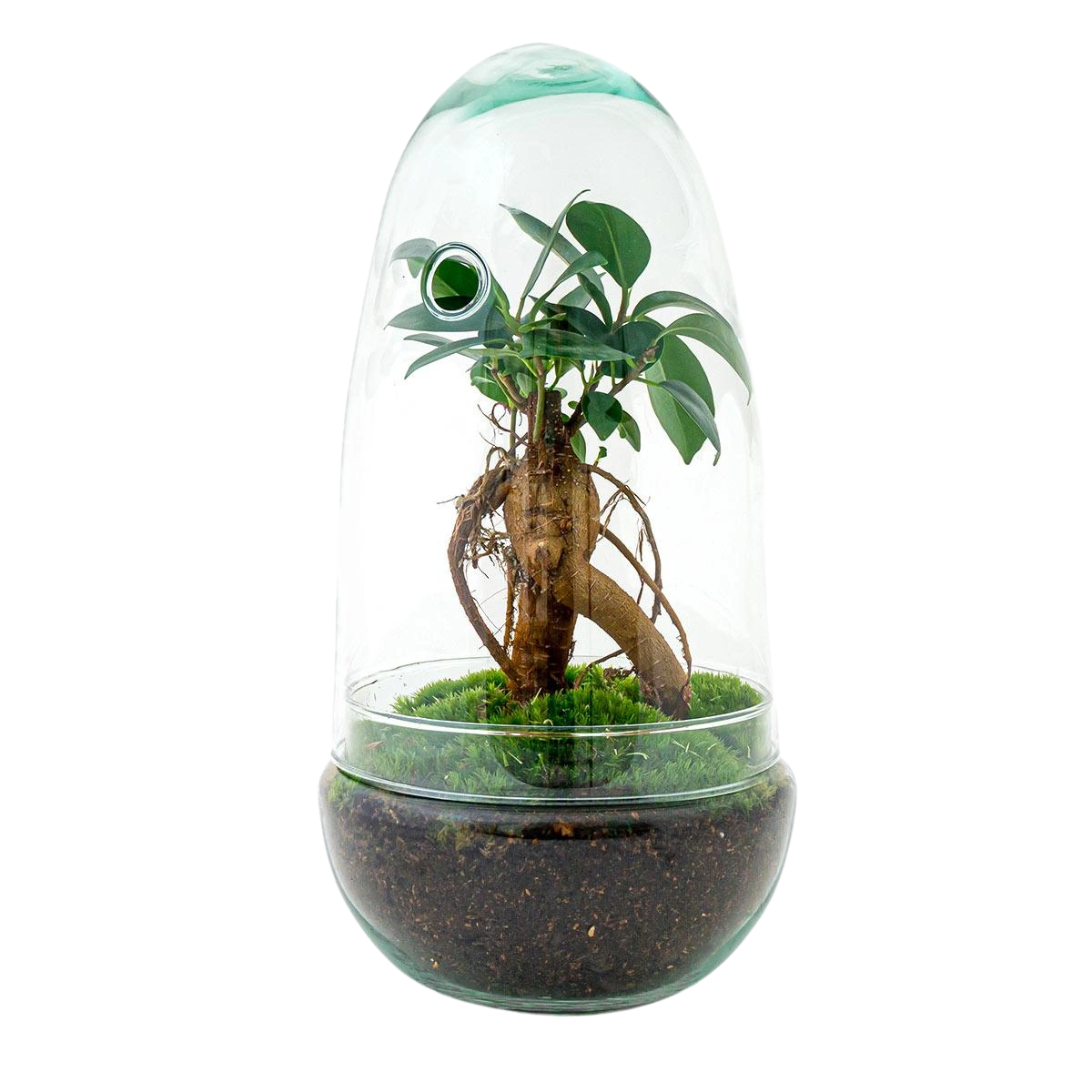 Egg Bonsai Terrarium