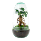 Egg Bonsai Terrarium