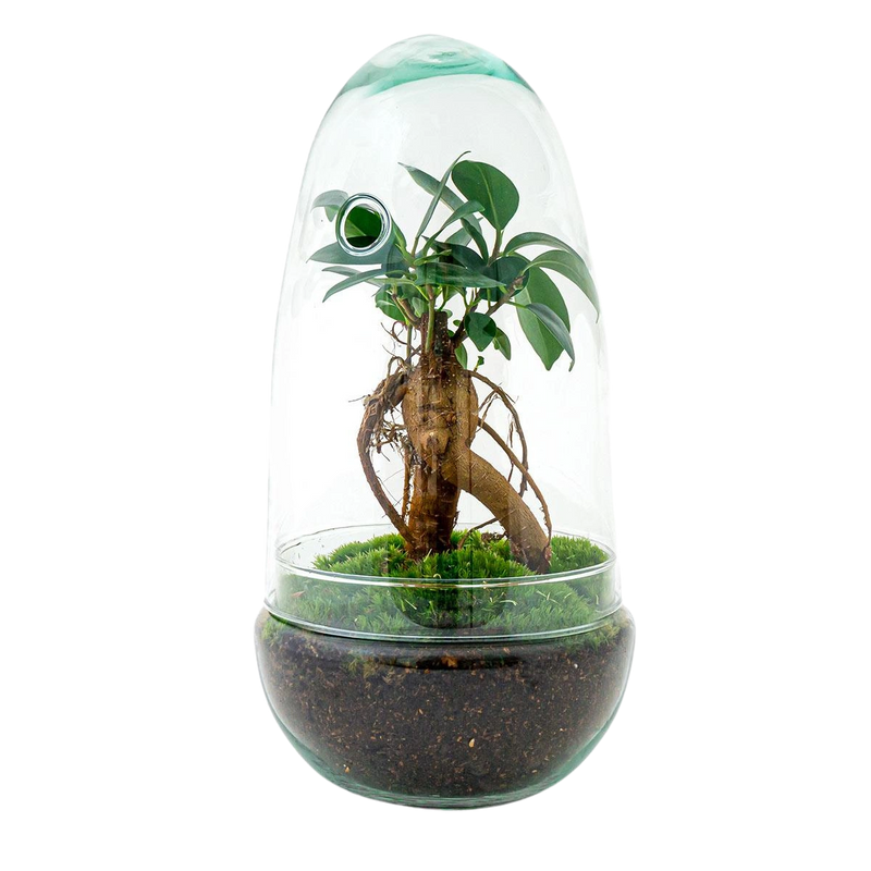 Egg Bonsai Terrarium