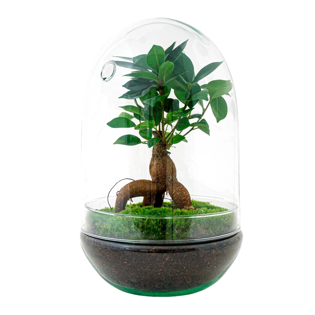 Egg Bonsai Terrarium