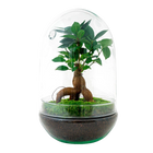 Egg Bonsai Terrarium