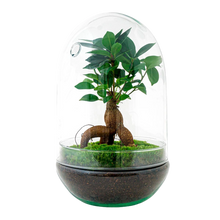 Egg Bonsai Terrarium