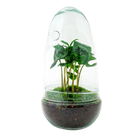 Egg Coffea Arabica Terrarium