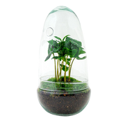 Egg Coffea Arabica Terrarium