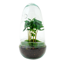Egg Coffea Arabica Terrarium