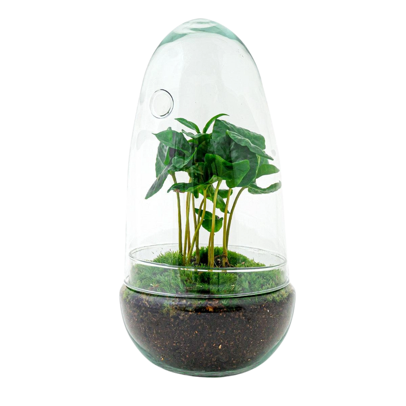 Egg Coffea Arabica Terrarium
