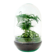 Egg XL Terrarium Everspring