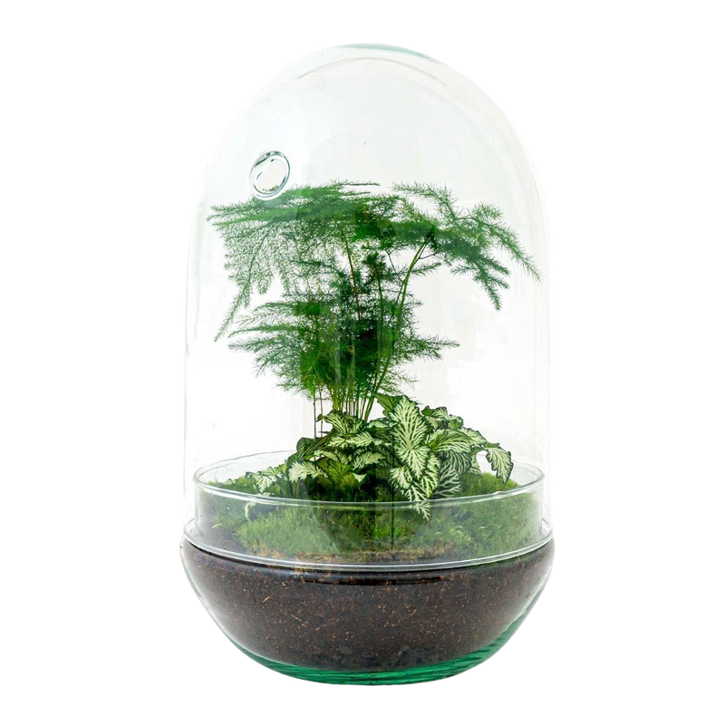 Egg XL Terrarium