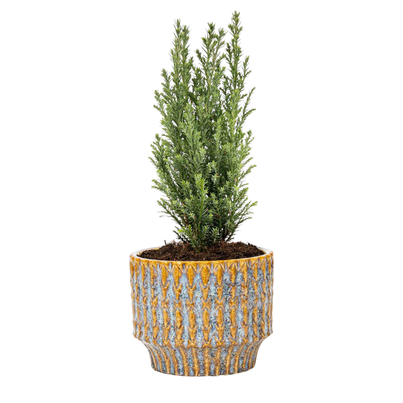 Ellwoodii Kerstboom + Pot Echo