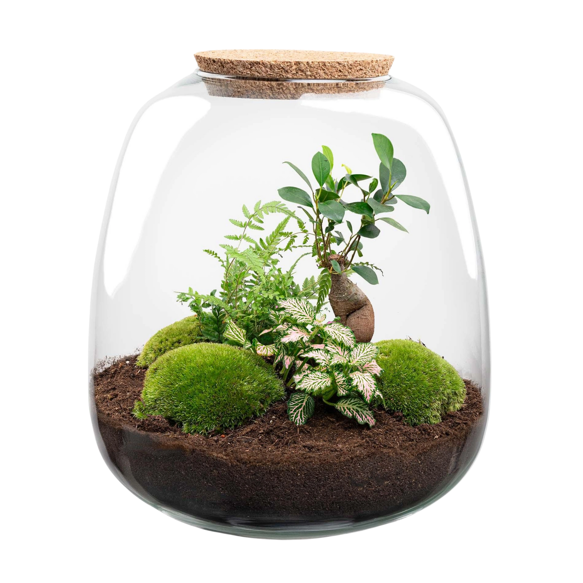 Emma Bonsai Pink Terrarium