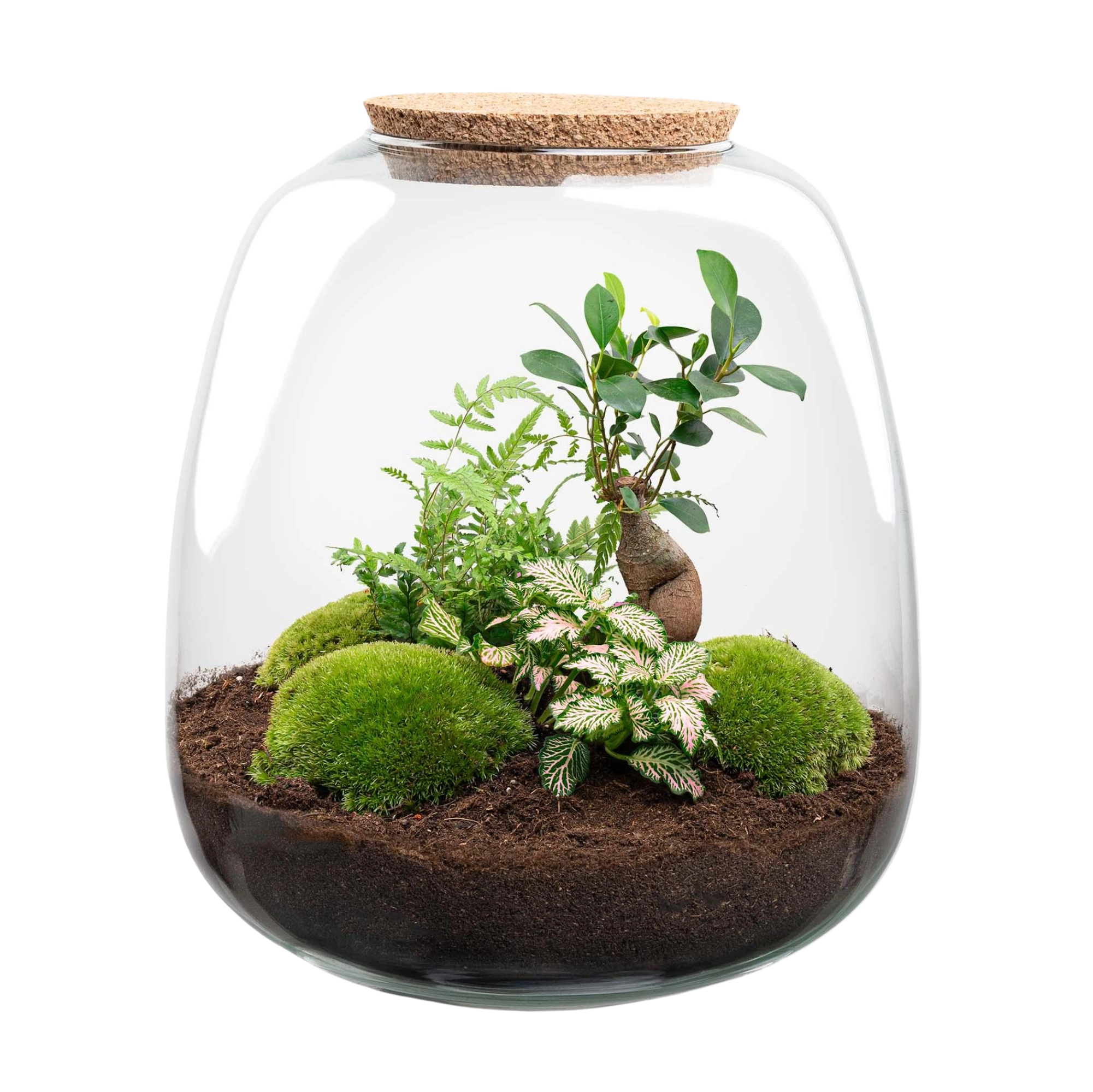 Emma Bonsai Pink Terrarium
