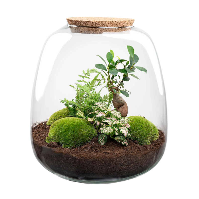 Emma Bonsai Pink Terrarium