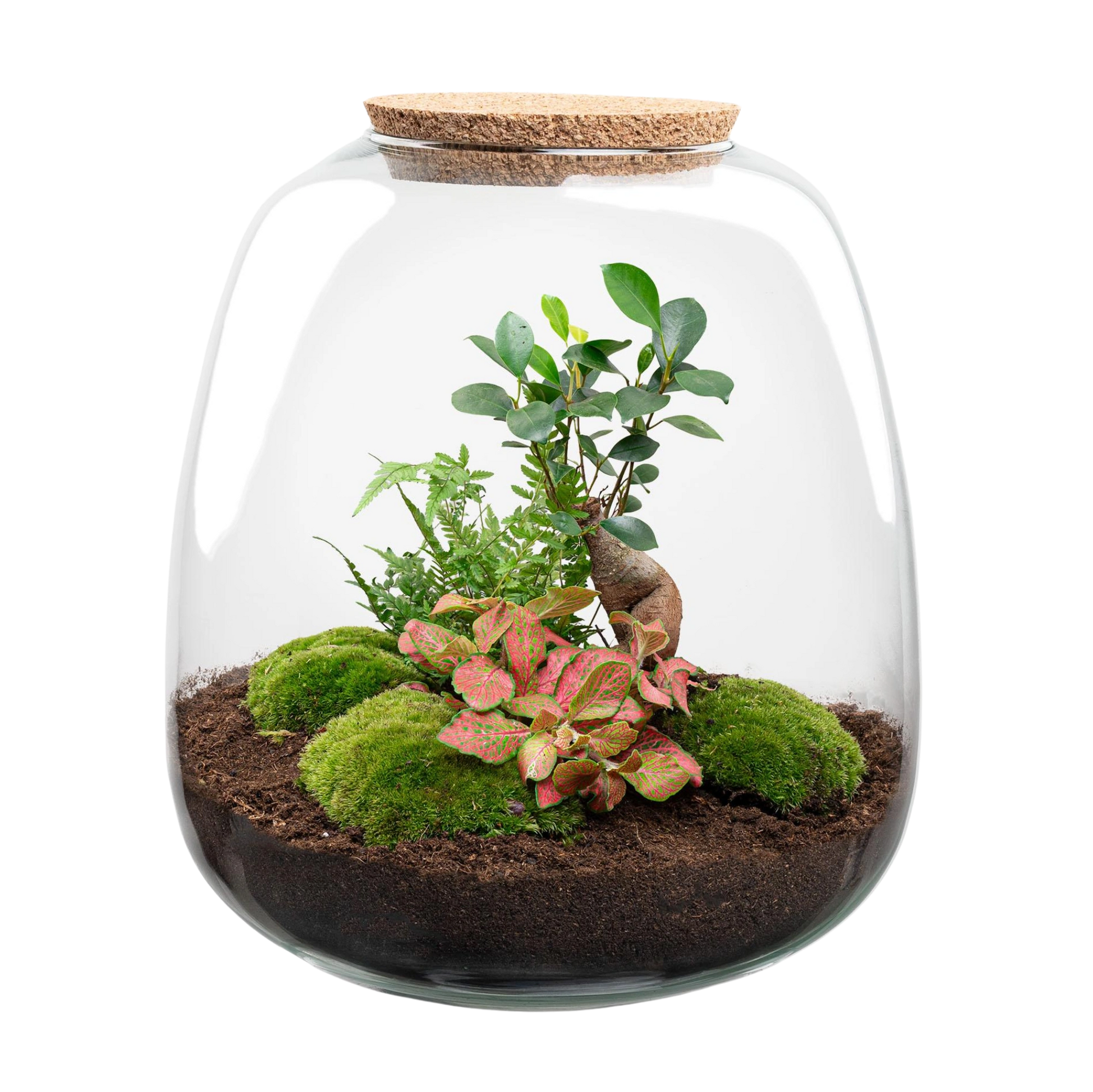 Emma Bonsai Red Terrarium