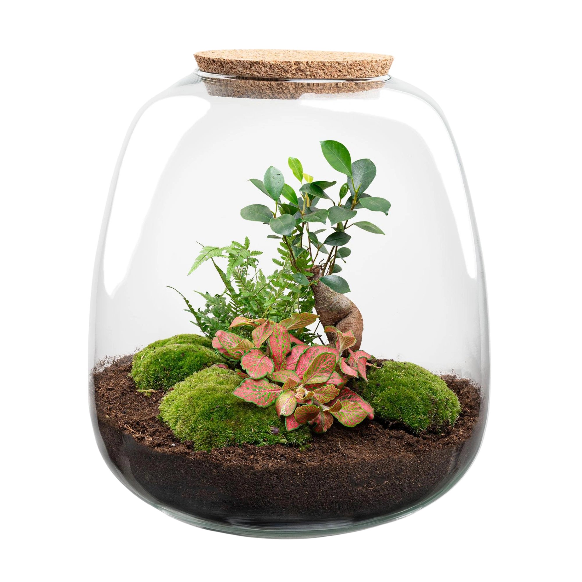 Emma Bonsai Red Terrarium