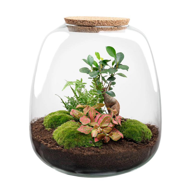 Emma Bonsai Red Terrarium