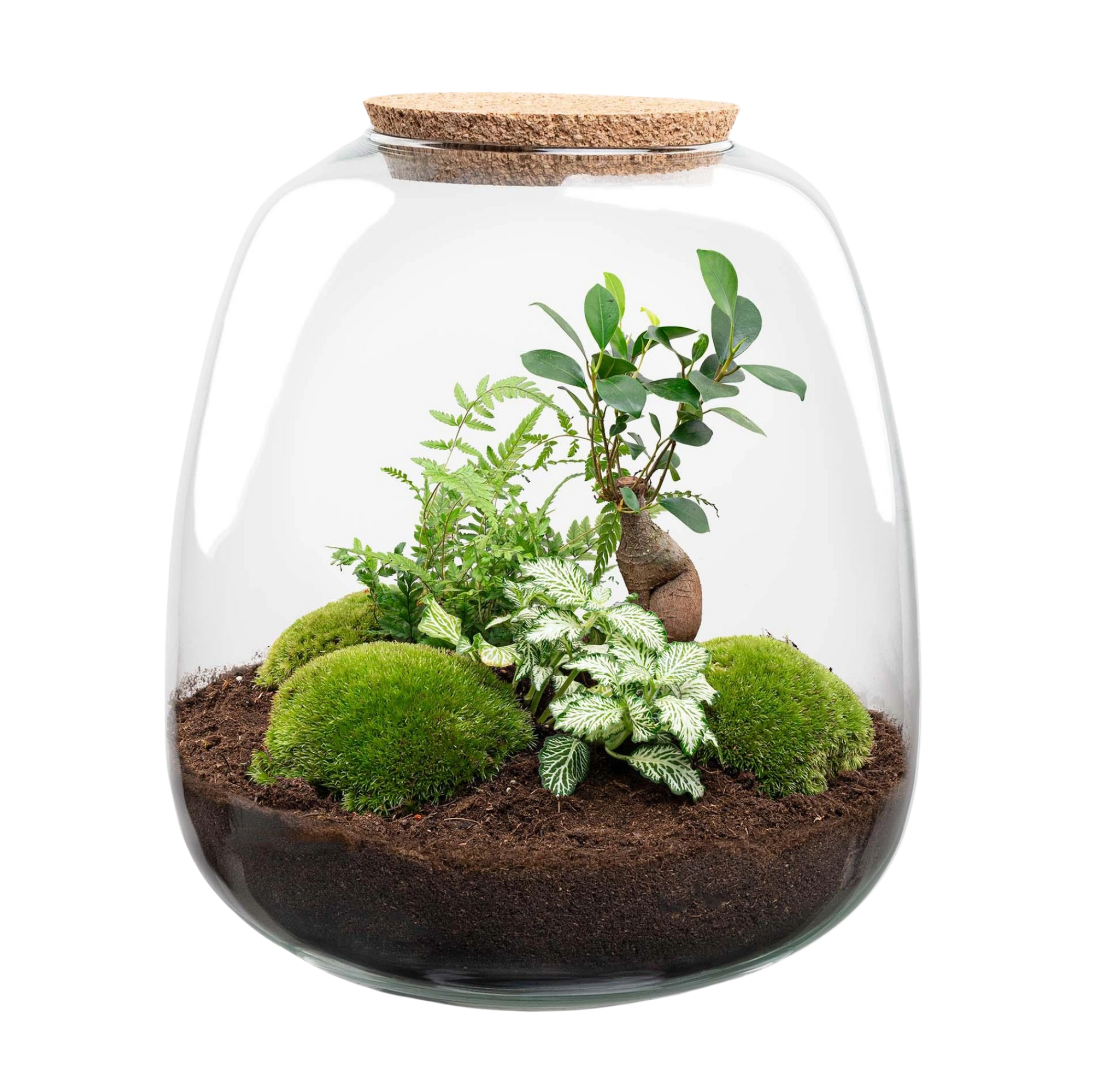 Emma Bonsai White Terrarium