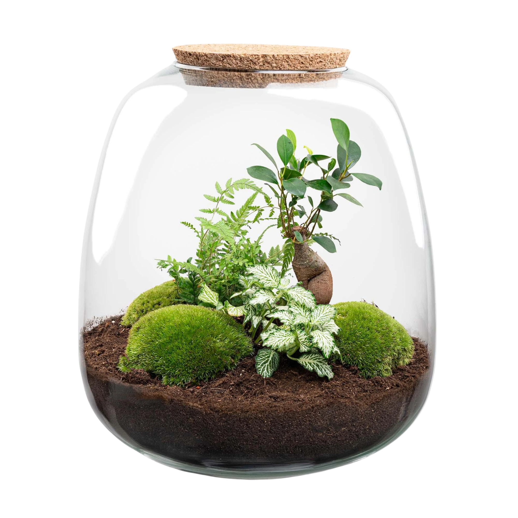 Emma Bonsai White Terrarium
