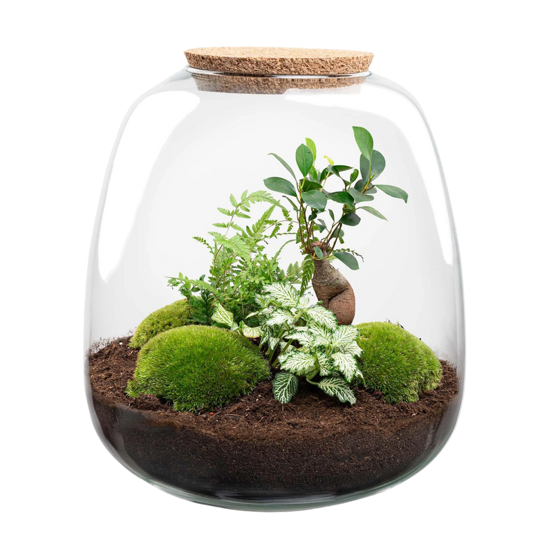 Emma Bonsai White Terrarium