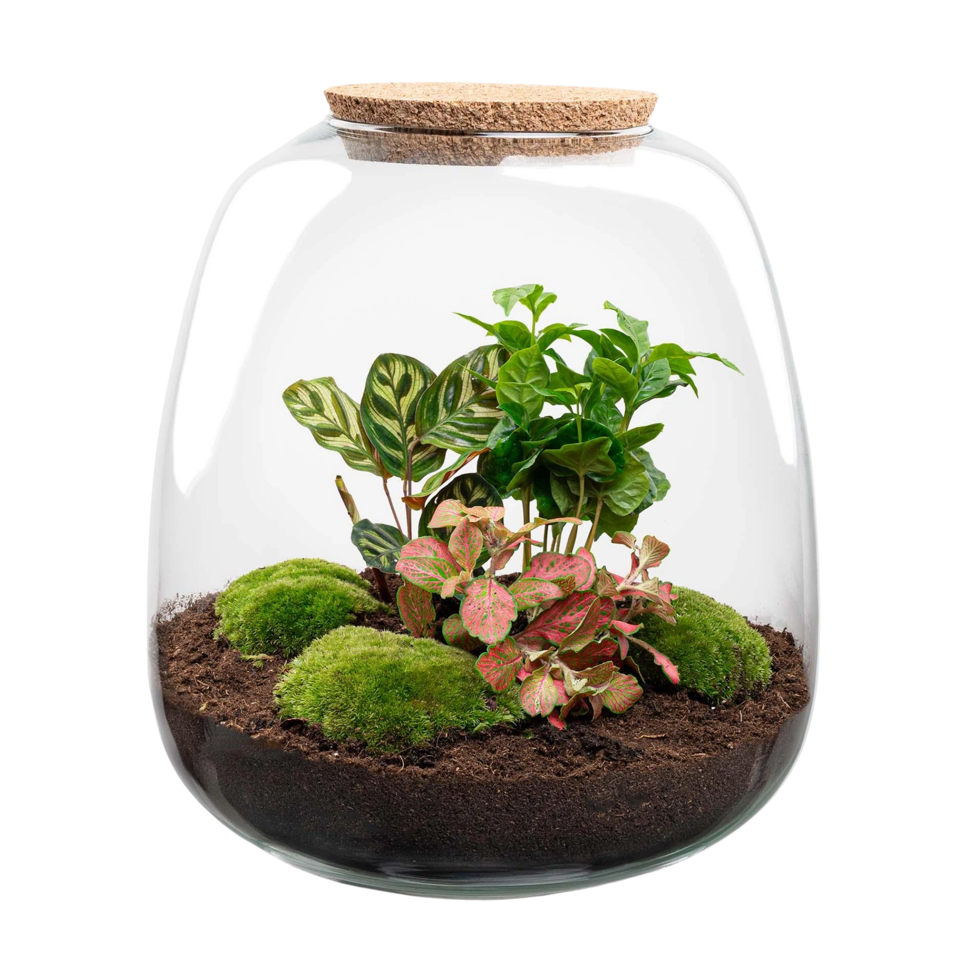 Emma Coffea Red Terrarium