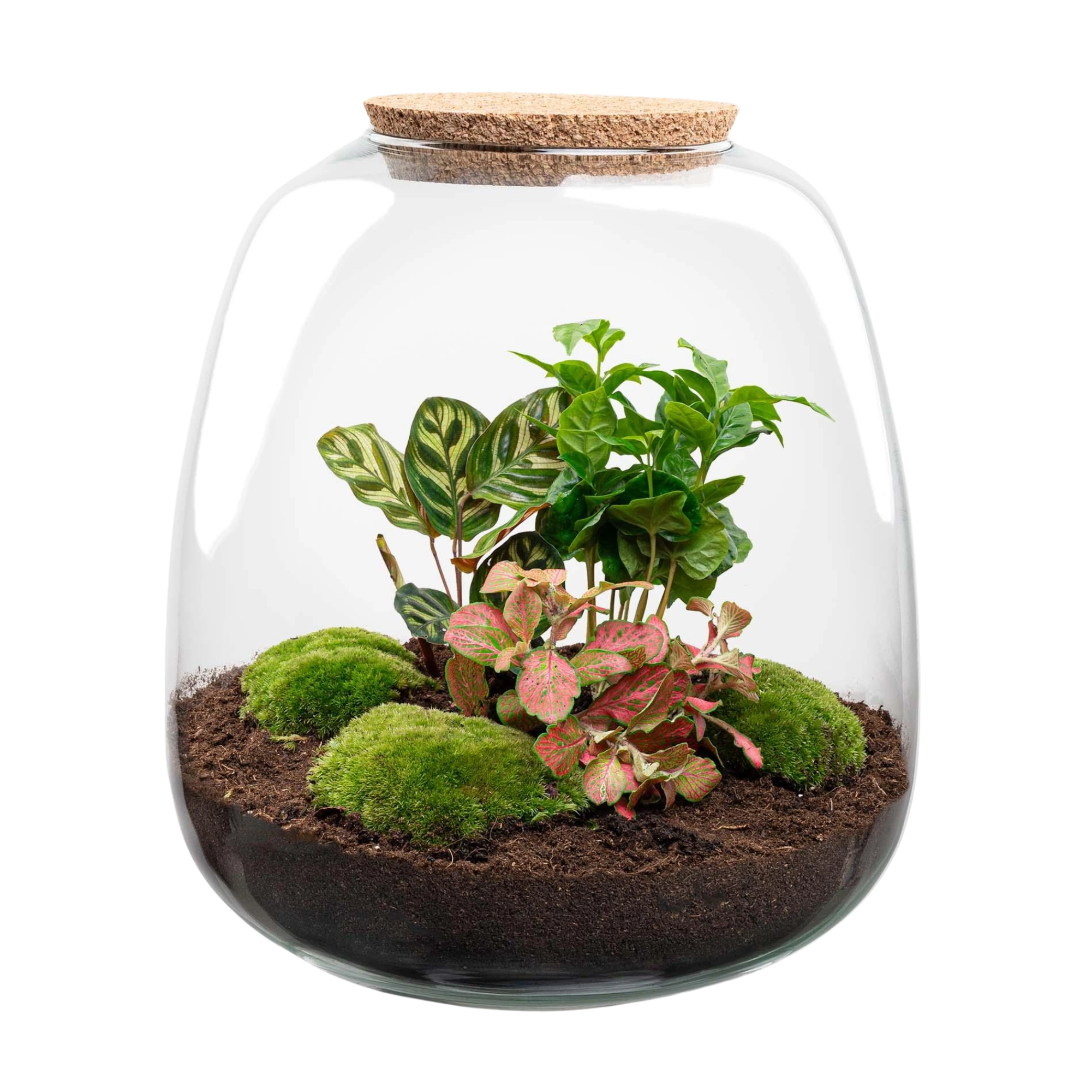 Emma Coffea Red Terrarium