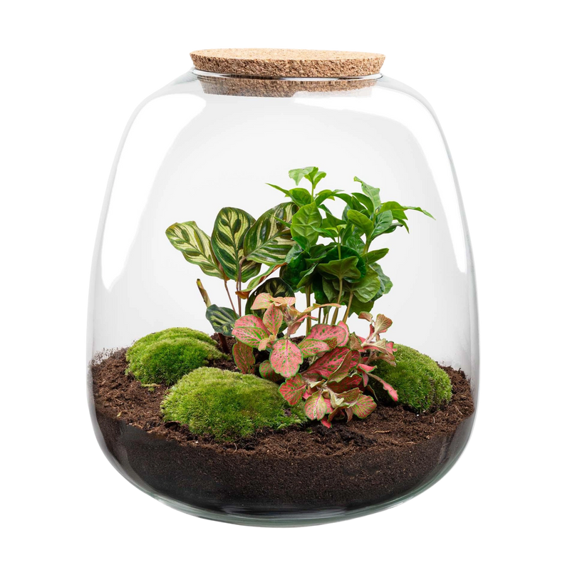 Emma Coffea Red Terrarium