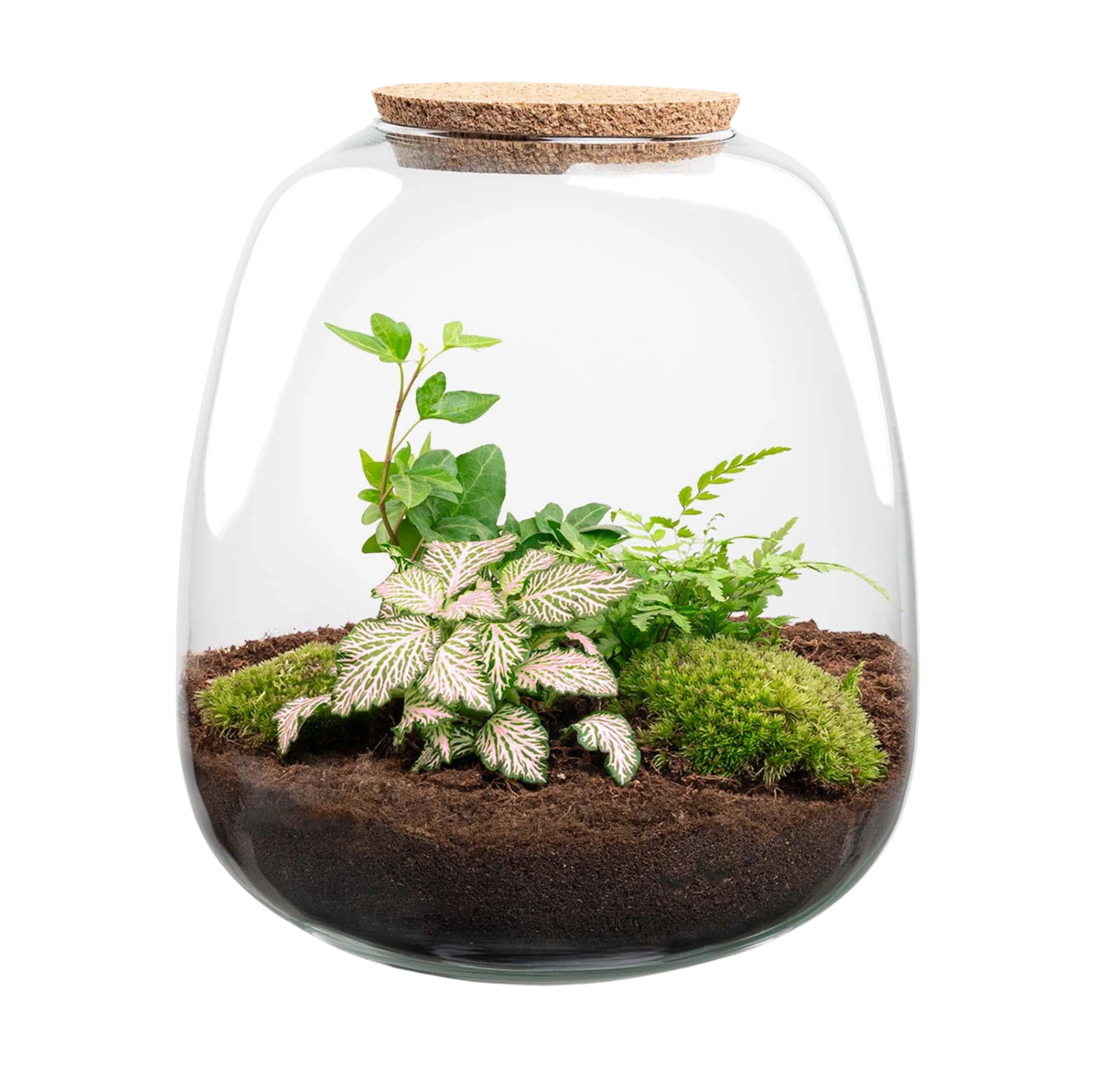 Emma Fittonia Pink Tiger Terrarium