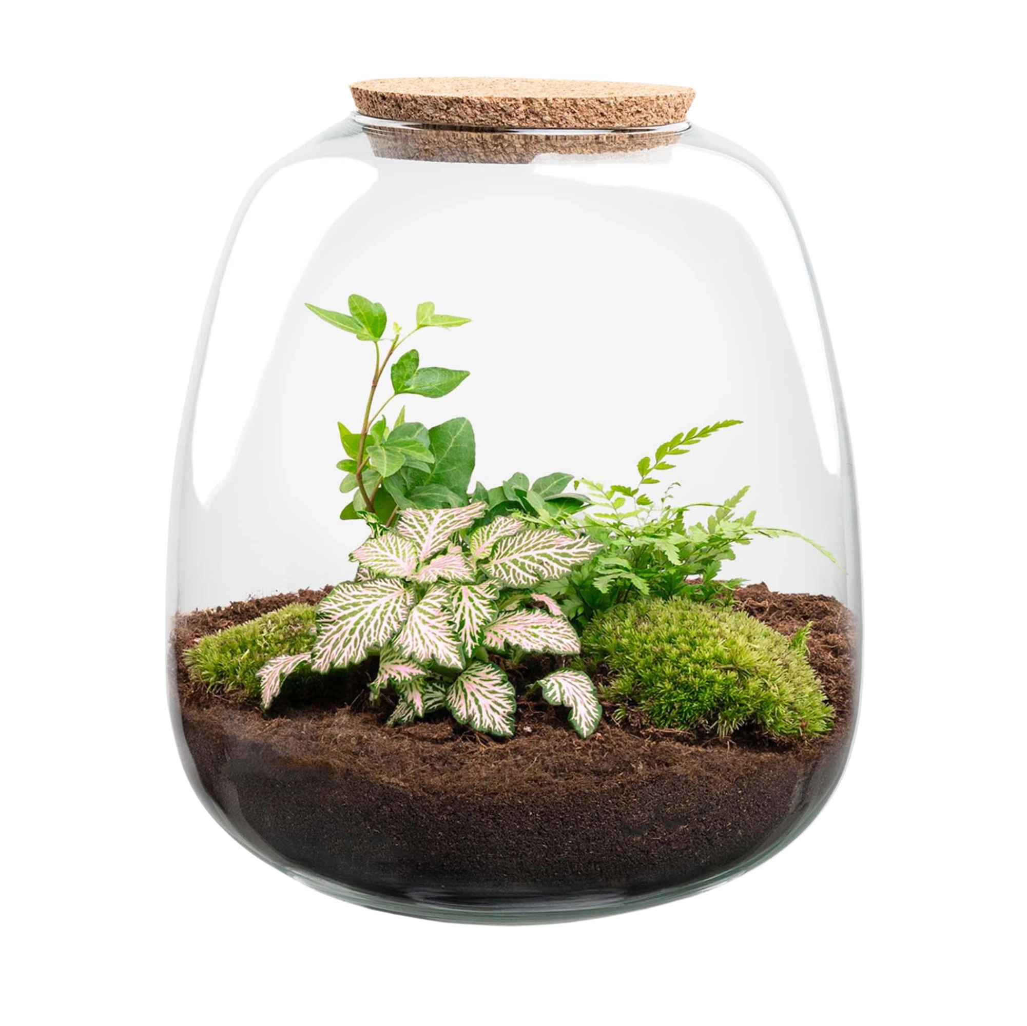 Emma Fittonia Pink Tiger Terrarium